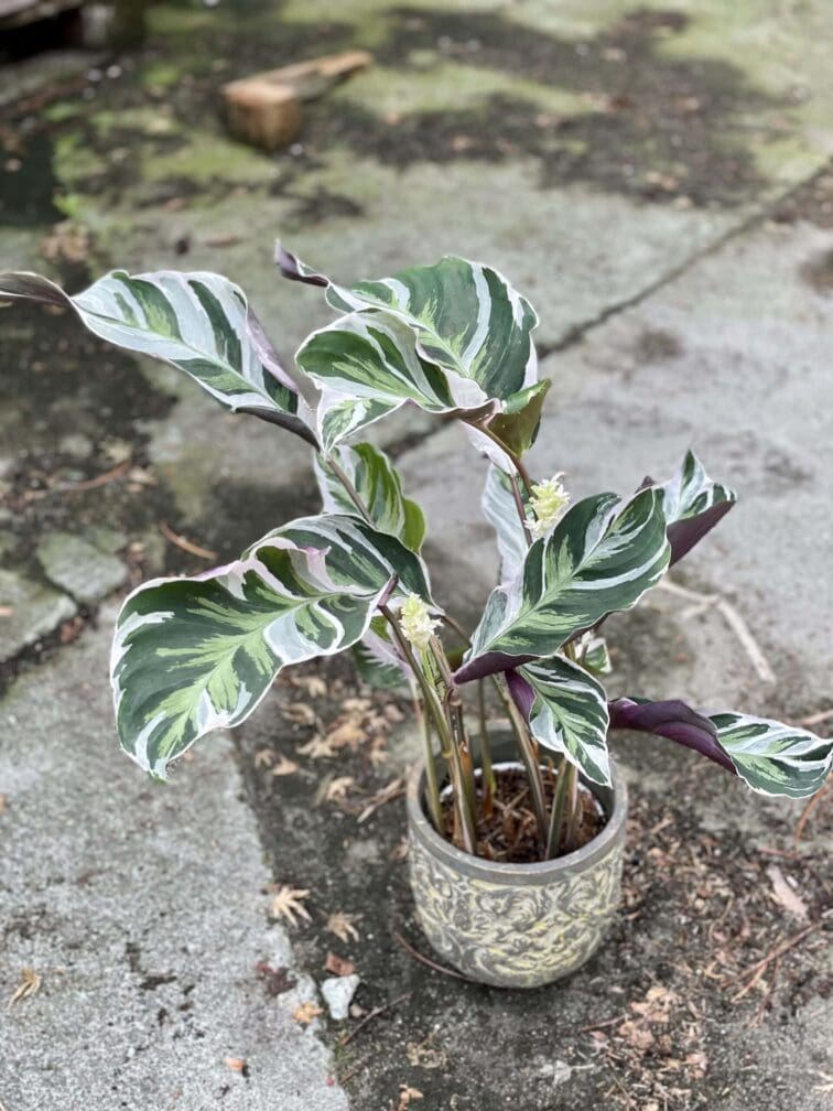 Zdjęcie rośliny Calathea White Fusion, ujęcie 2