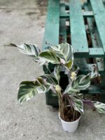 Zdjęcie rośliny Calathea White Fusion, ujęcie 3