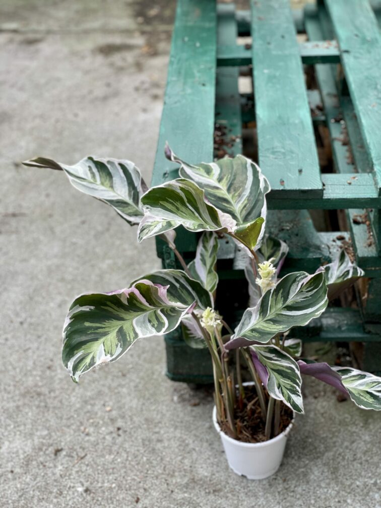 Zdjęcie rośliny Calathea White Fusion, ujęcie 3