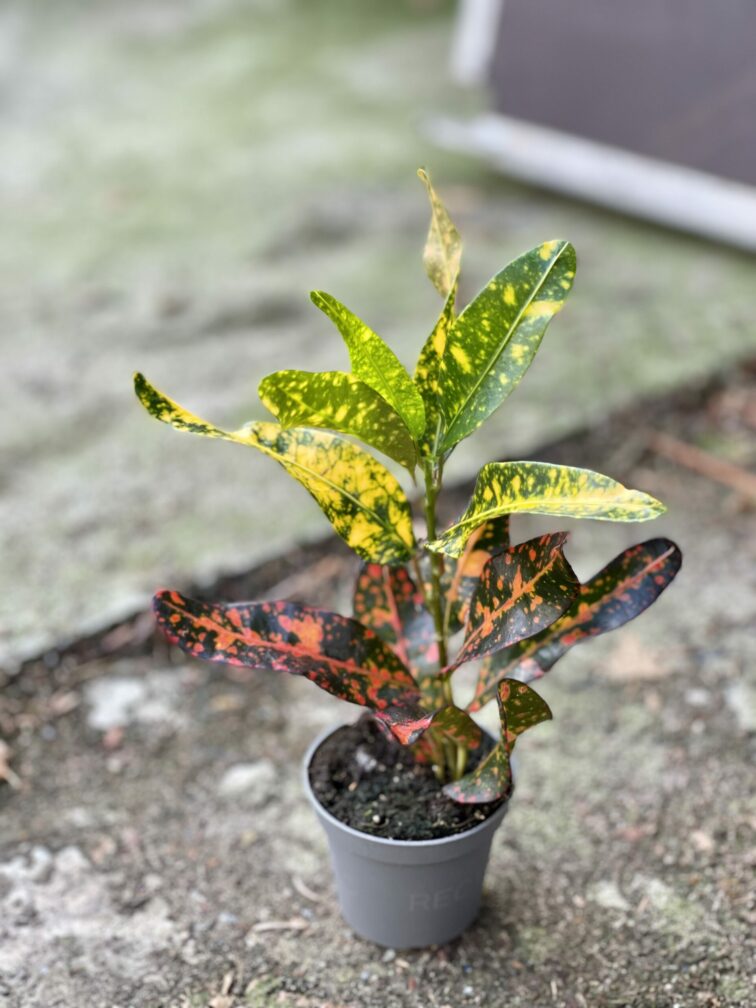 Zdjęcie rośliny Codiaeum variegatum Mammi (Kroton), ujęcie 2