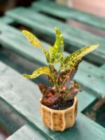 Zdjęcie rośliny Codiaeum variegatum Mammi (Kroton), ujęcie 3