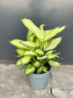 Zdjęcie rośliny Dieffenbachia Summer Style, ujęcie 1