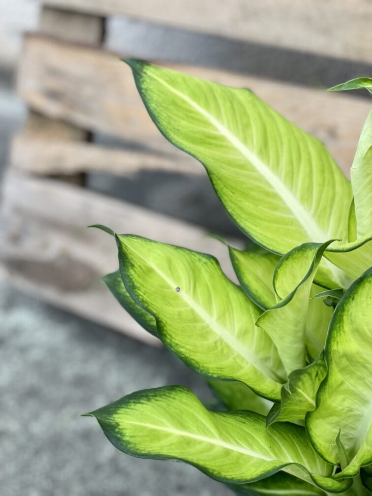 Zdjęcie rośliny Dieffenbachia Summer Style, ujęcie 2
