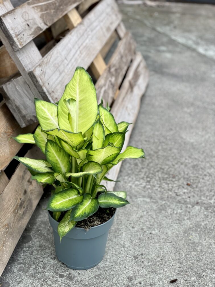 Zdjęcie rośliny Dieffenbachia Summer Style, ujęcie 3