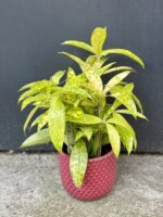 Zdjęcie rośliny Dracaena Surculosa Mike, ujęcie 1