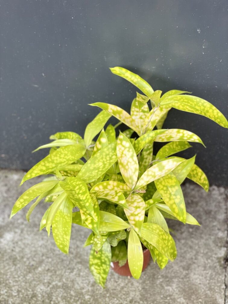 Zdjęcie rośliny Dracaena Surculosa Mike, ujęcie 2