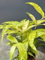 Zdjęcie rośliny Dracaena Surculosa Mike, ujęcie 3