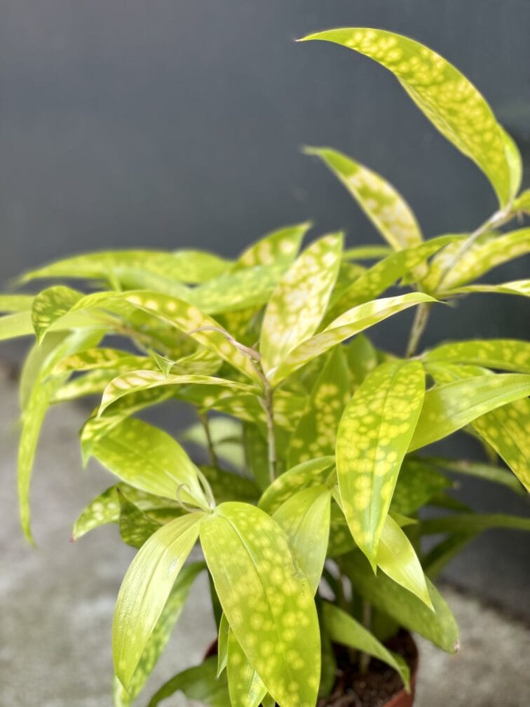 Zdjęcie rośliny Dracaena Surculosa Mike, ujęcie 3