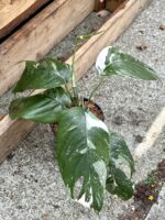 Zdjęcie rośliny Epipremnum pinnatum albo variegata, ujęcie 2