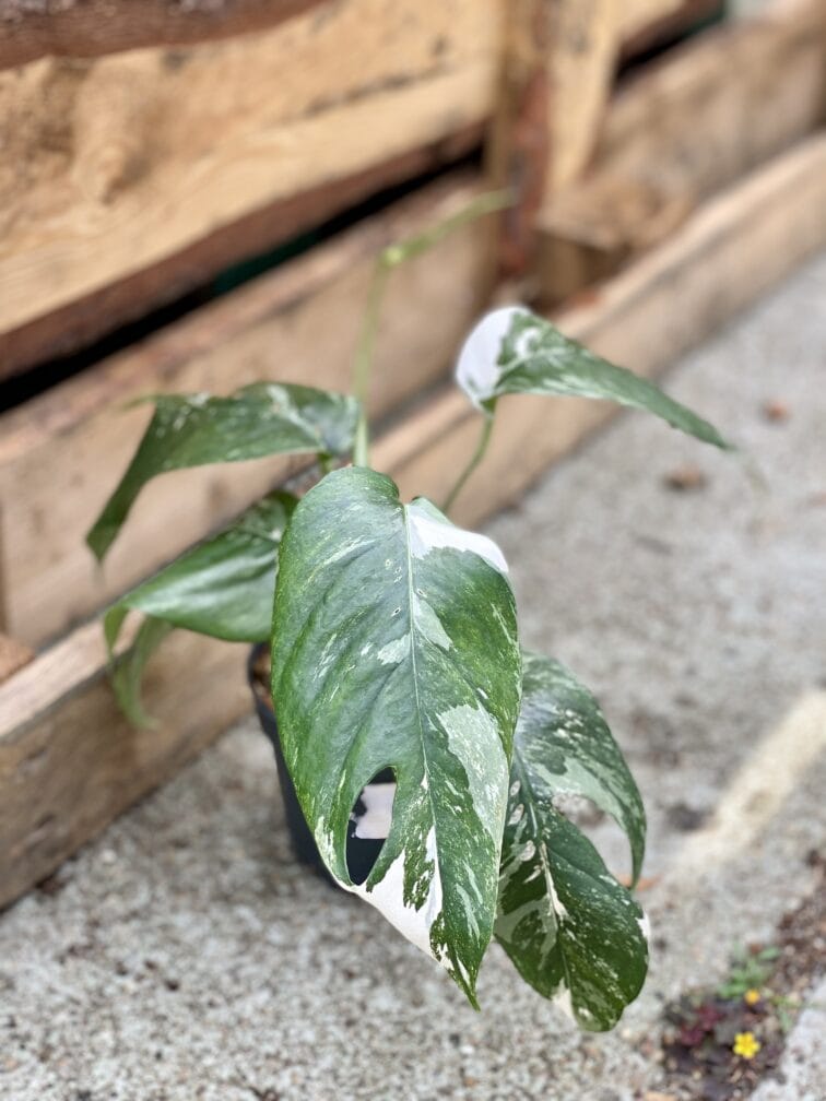 Zdjęcie rośliny Epipremnum pinnatum albo variegata, ujęcie 3