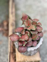 Zdjęcie rośliny Fittonia verschaffeltii Red Angel, ujęcie 1