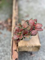 Zdjęcie rośliny Fittonia verschaffeltii Red Angel, ujęcie 2