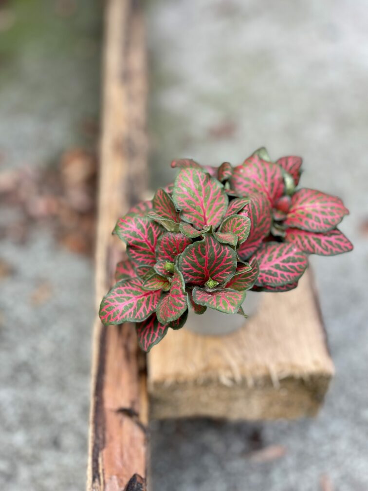 Zdjęcie rośliny Fittonia verschaffeltii Red Angel, ujęcie 2