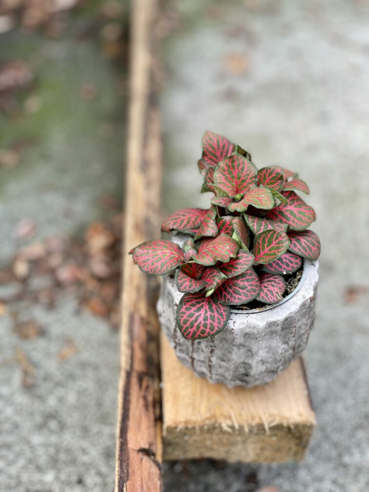 Zdjęcie rośliny Fittonia verschaffeltii Red Angel, ujęcie 3