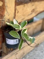 Zdjęcie rośliny Hoya carnosa albomarginata, ujęcie 2