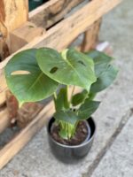 Zdjęcie rośliny Monstera Deliciosa, ujęcie 1