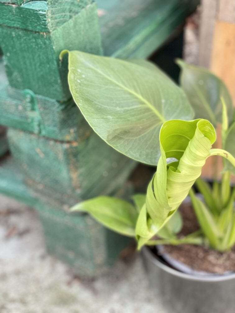 Zdjęcie rośliny Monstera Deliciosa, ujęcie 2