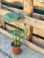 Zdjęcie rośliny Monstera Deliciosa, ujęcie 3