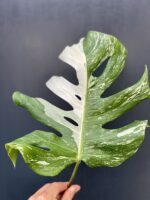 Zdjęcie rośliny Monstera variegata - sadzonka pędowa, ujęcie 1