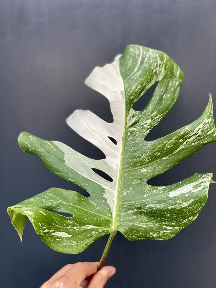 monstera-variegata-sadzonka-pedowa_7-1_1627384044.jpg Zdjęcie rośliny Monstera variegata - sadzonka pędowa, ujęcie 1