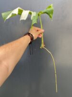 Zdjęcie rośliny Monstera variegata - sadzonka pędowa, ujęcie 2