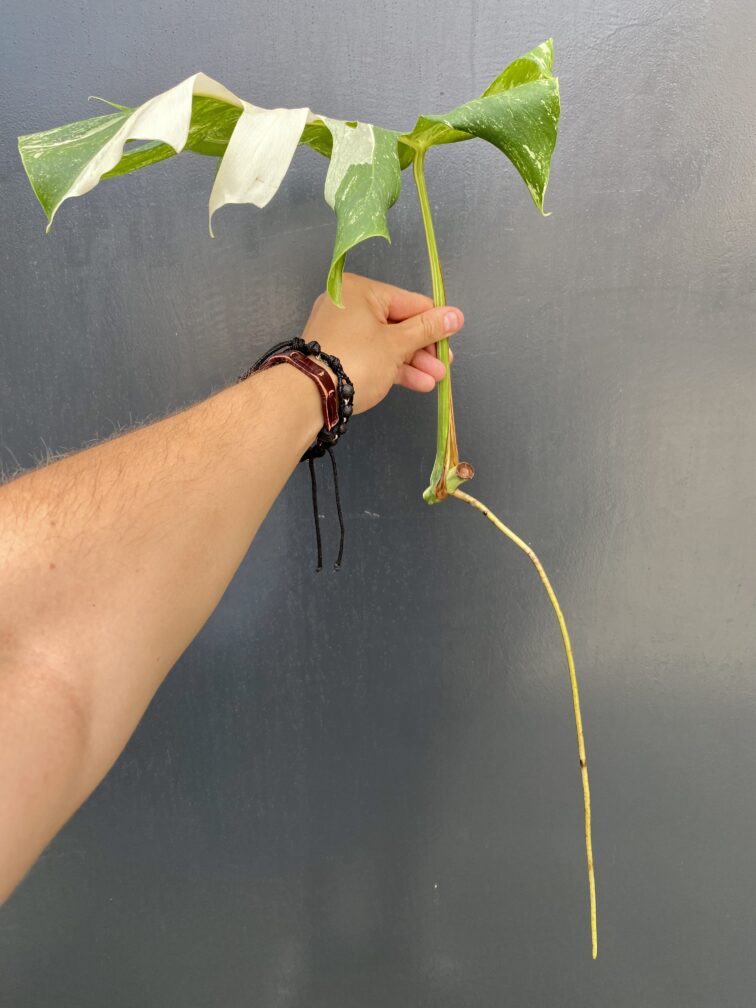 Zdjęcie rośliny Monstera variegata - sadzonka pędowa, ujęcie 2