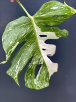 Zdjęcie rośliny Monstera variegata - sadzonka pędowa, ujęcie 3