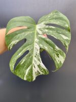 Zdjęcie rośliny Monstera variegata - sadzonka pędowa, ujęcie 1