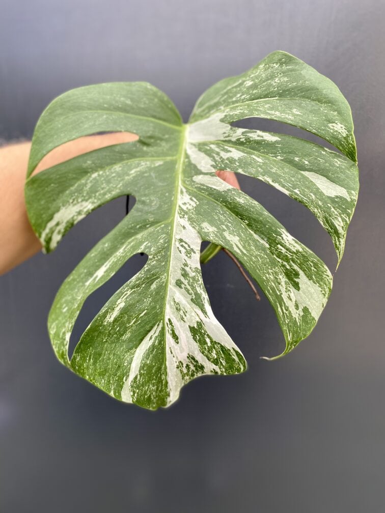 monstera-variegata-sadzonka-pedowa_8-1_1627384018.jpg Zdjęcie rośliny Monstera variegata - sadzonka pędowa, ujęcie 1