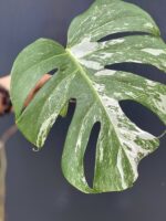Zdjęcie rośliny Monstera variegata - sadzonka pędowa, ujęcie 3