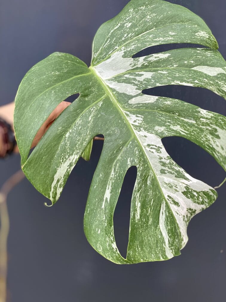 Zdjęcie rośliny Monstera variegata - sadzonka pędowa, ujęcie 3