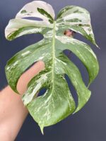 Zdjęcie rośliny Monstera variegata - sadzonka pędowa, ujęcie 1