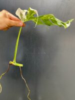 Zdjęcie rośliny Monstera variegata - sadzonka pędowa, ujęcie 2