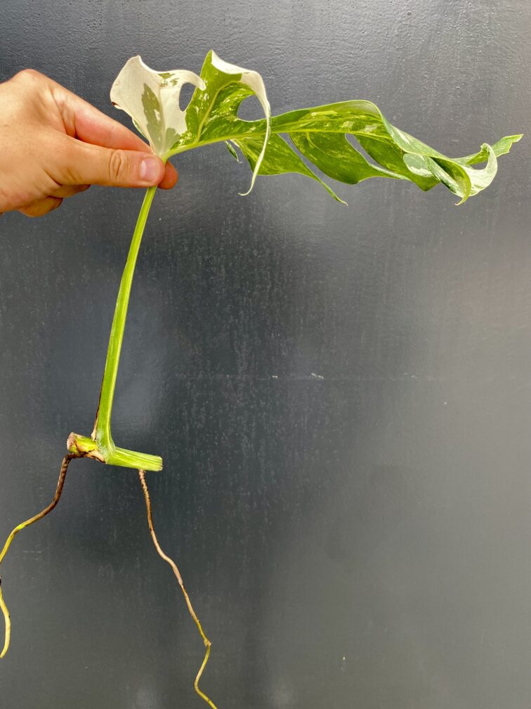 Zdjęcie rośliny Monstera variegata - sadzonka pędowa, ujęcie 2