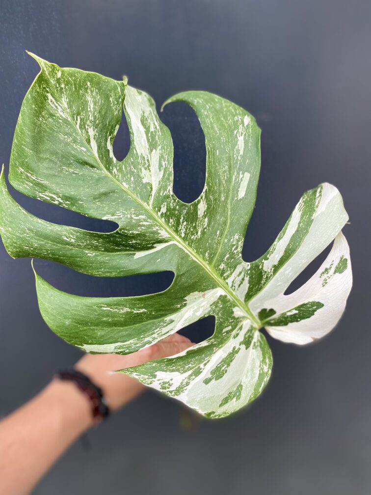 Zdjęcie rośliny Monstera variegata - sadzonka pędowa, ujęcie 3
