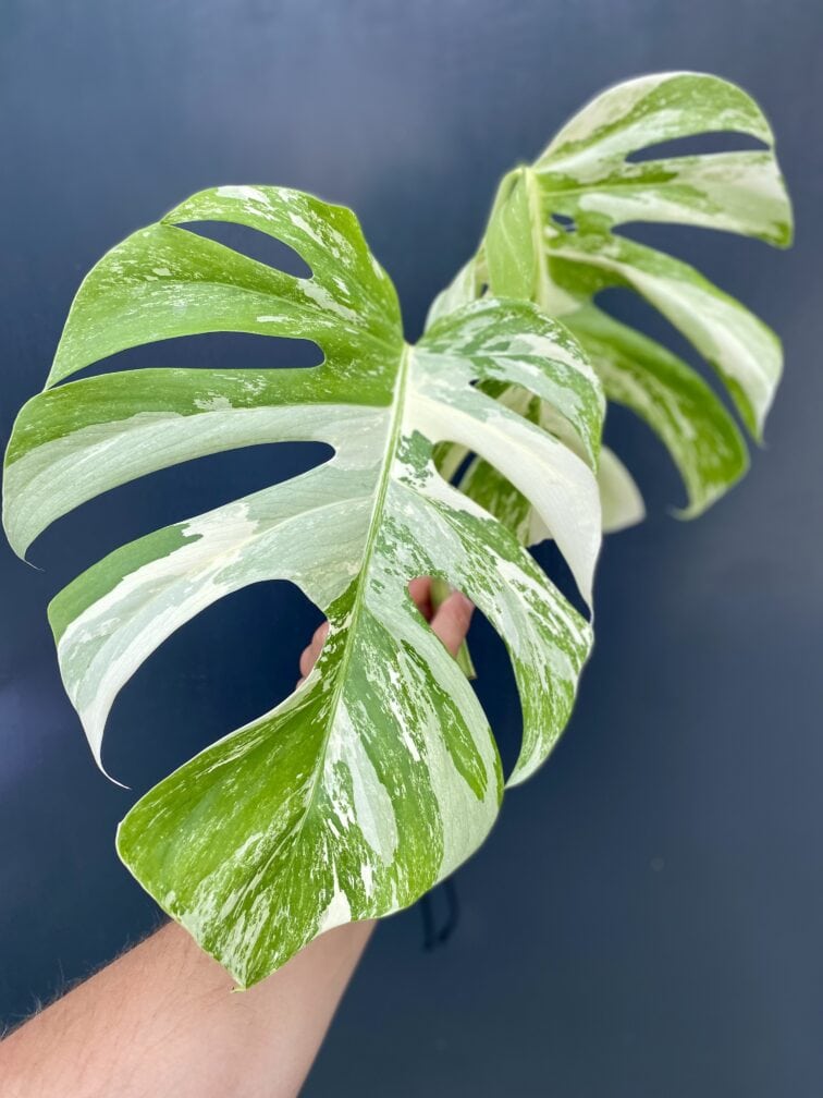 monstera-variegata-sadzonka-szczytowa_3-1_1627384077.jpg Zdjęcie rośliny Monstera Variegata Sadzonka Szczytowa, ujęcie 1