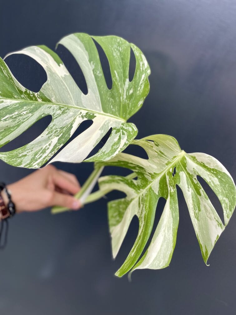 Zdjęcie rośliny Monstera Variegata Sadzonka Szczytowa, ujęcie 2