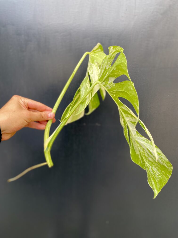 Zdjęcie rośliny Monstera Variegata Sadzonka Szczytowa, ujęcie 3