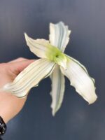 Zdjęcie rośliny Murdannia variegata - sadzonka, ujęcie 1