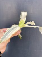 Zdjęcie rośliny Murdannia variegata - sadzonka, ujęcie 2