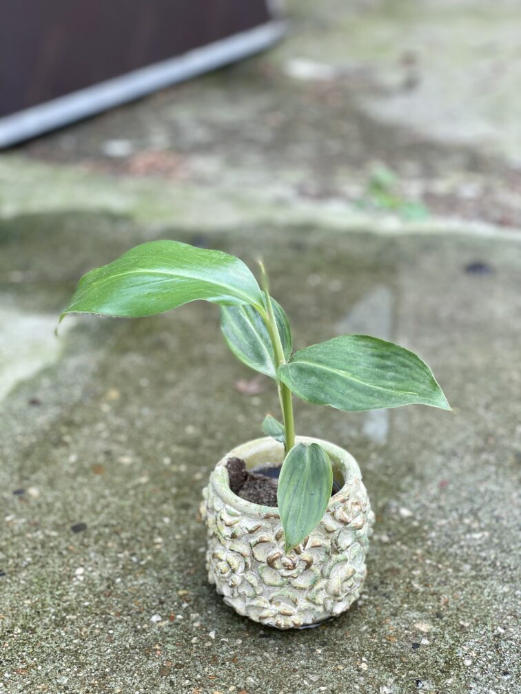 Zdjęcie doniczki lub oslonki: Osłonka Green Rose 6x8&nbsp;cm, ujęcie 2