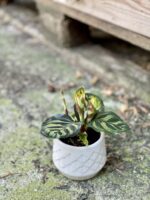 Zdjęcie doniczki lub oslonki: Osłonka Lilia 6x7&nbsp;cm, ujęcie 2