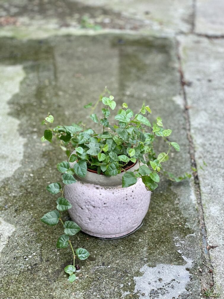 Zdjęcie doniczki lub oslonki: Osłonka Pink Glaze 10x13&nbsp;cm, ujęcie 2