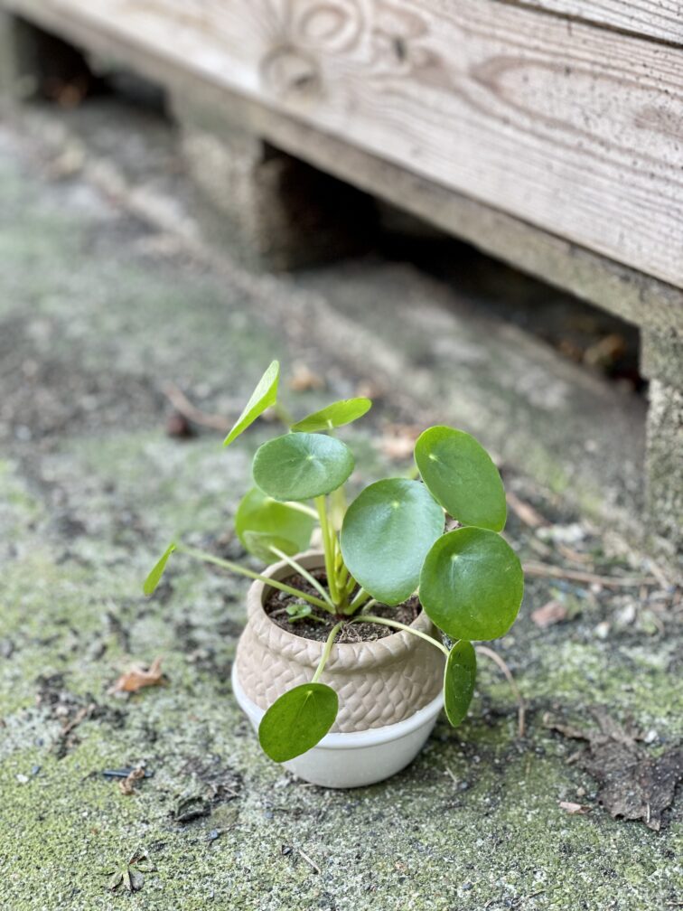 Zdjęcie doniczki lub oslonki: Osłonka Plecionka 6x7&nbsp;cm, ujęcie 2