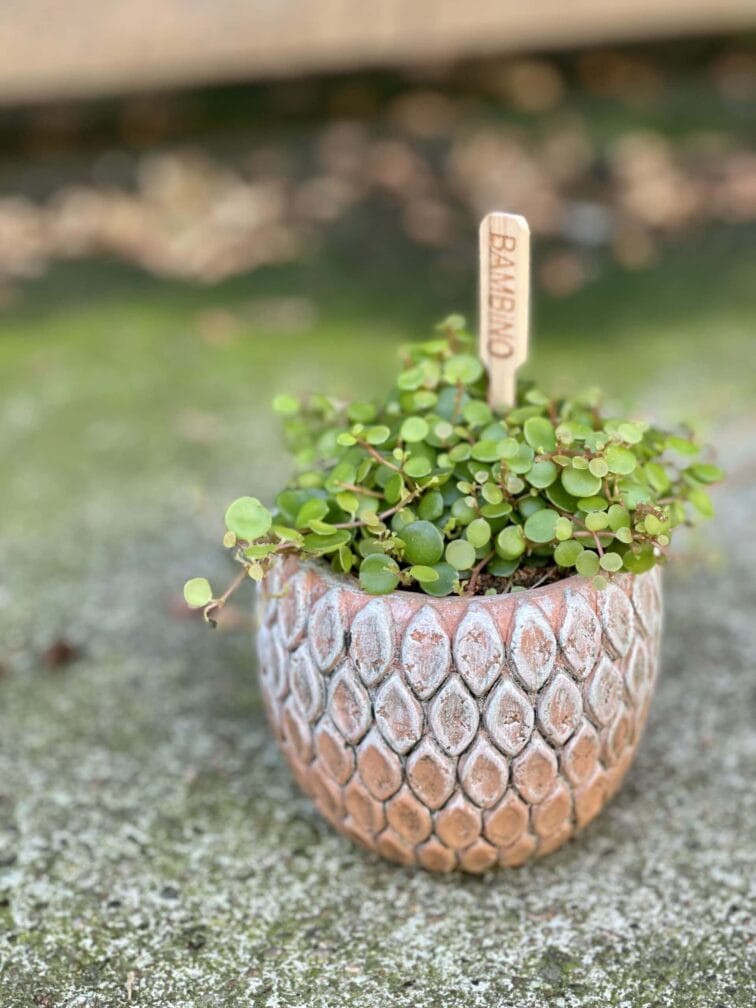 peperomia-bangroana_6x8-1_1624688056.jpg Zdjęcie rośliny Peperomia Bangroana, ujęcie 1