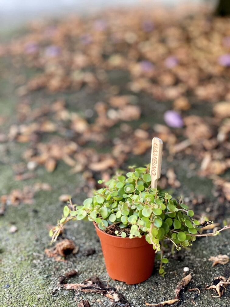 Zdjęcie rośliny Peperomia Bangroana, ujęcie 2