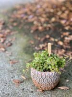 Zdjęcie rośliny Peperomia Bangroana, ujęcie 3