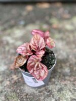Zdjęcie rośliny Peperomia caperata Quito, ujęcie 1