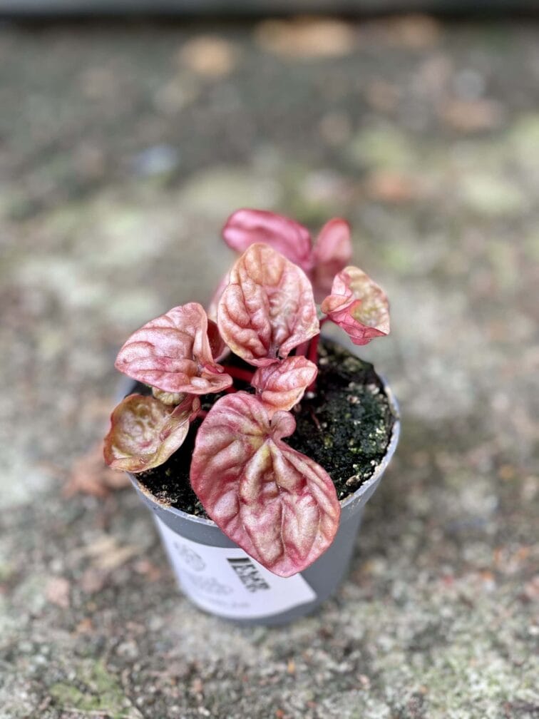Zdjęcie rośliny Peperomia caperata Quito, ujęcie 1