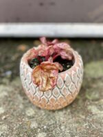 Zdjęcie rośliny Peperomia caperata Quito, ujęcie 2